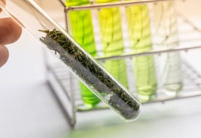 Cannabis and Hemp Potent solutions for your budding lab