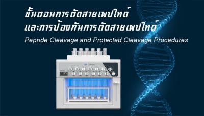 ขั้นตอนการตัดสายเพปไทด์และการป้องกันการตัดสายเพปไทด์